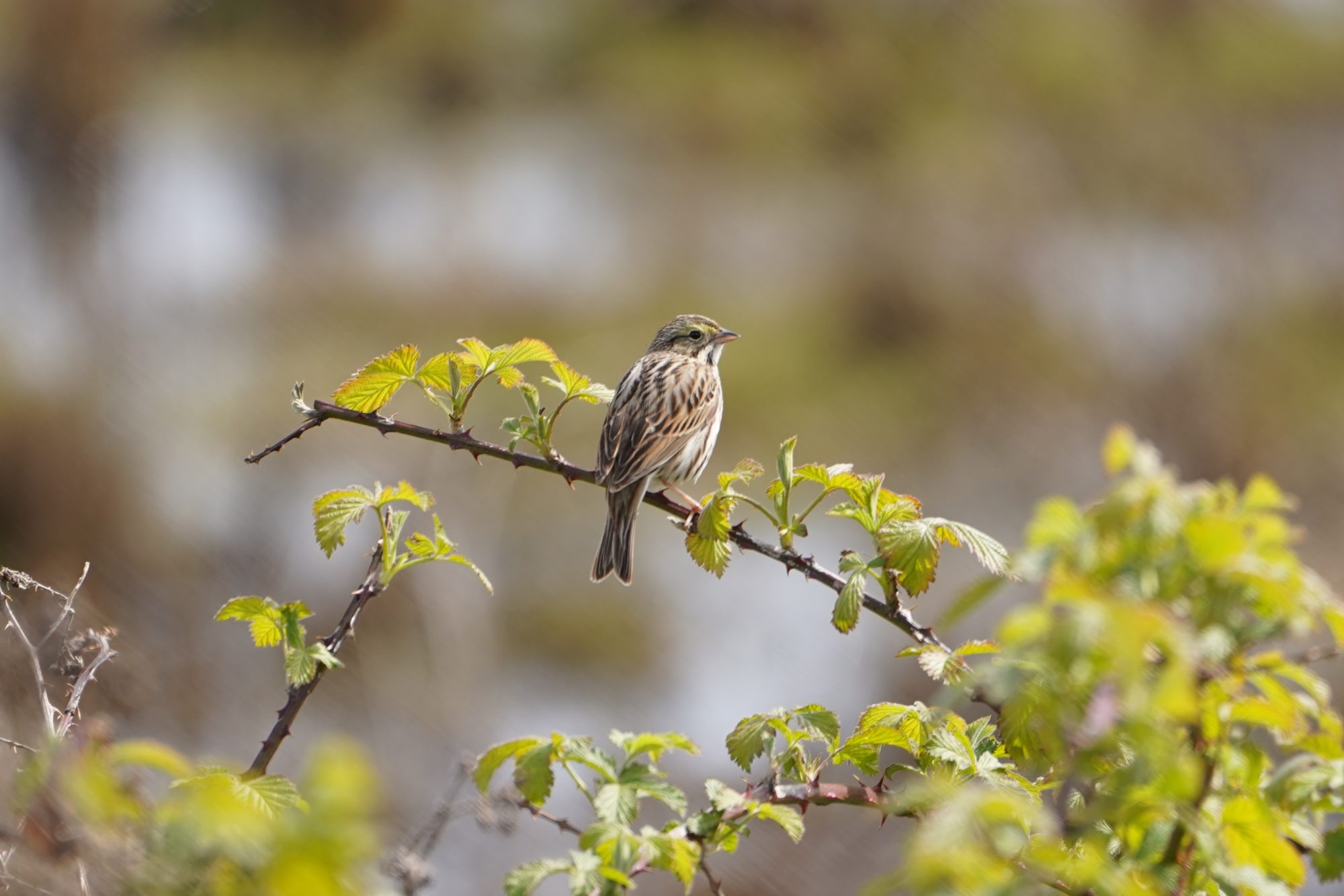 Savannah Sparrow