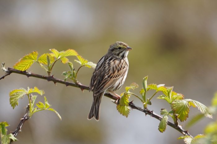 Savannah Sparrow