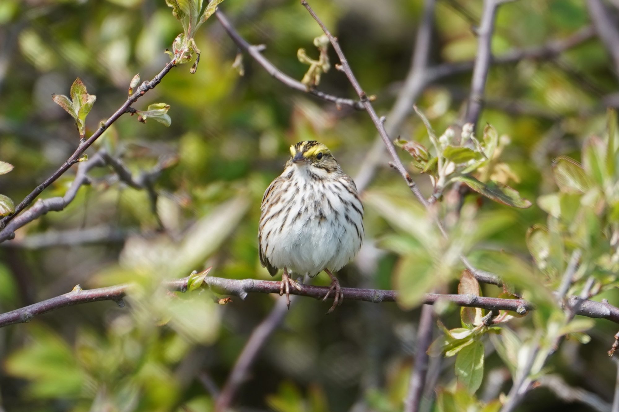 Savannah Sparrow