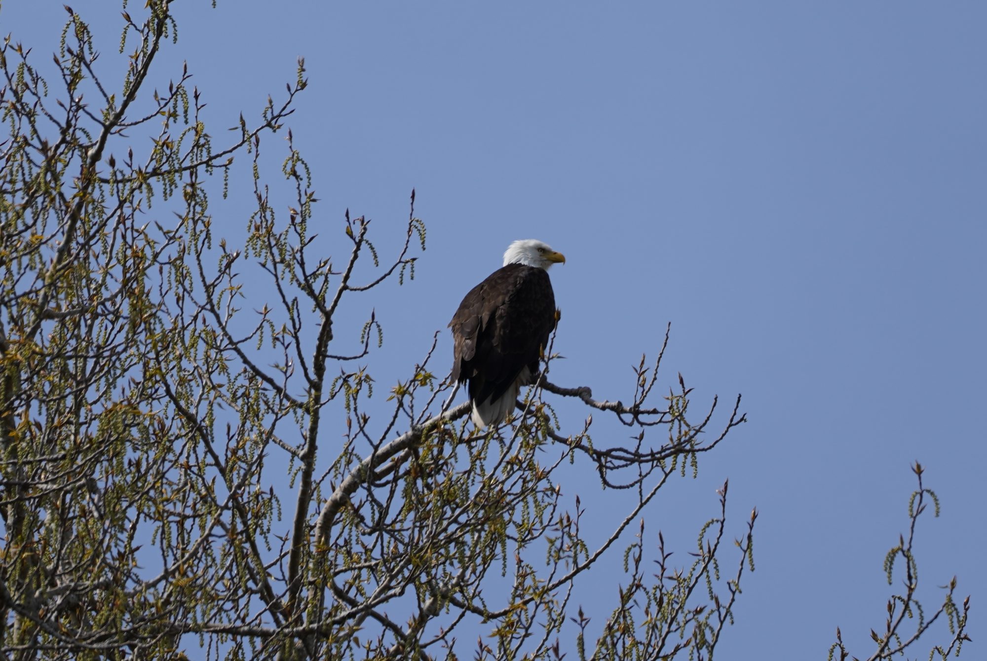 Bald Eagle