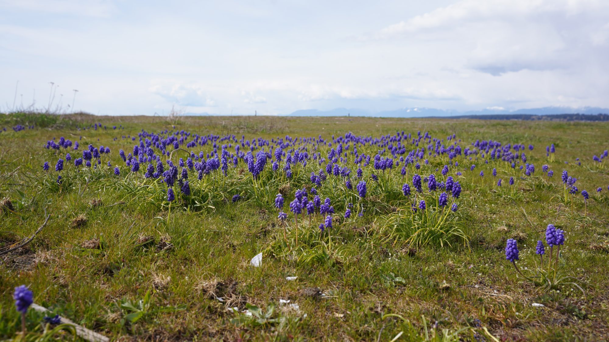 Purple flowers