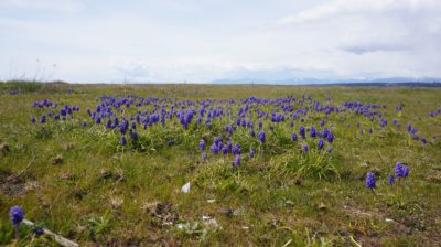 Purple flowers