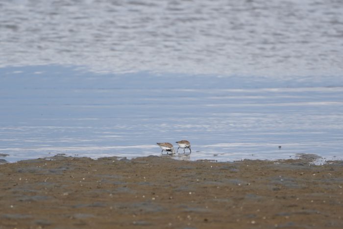 Dunlins