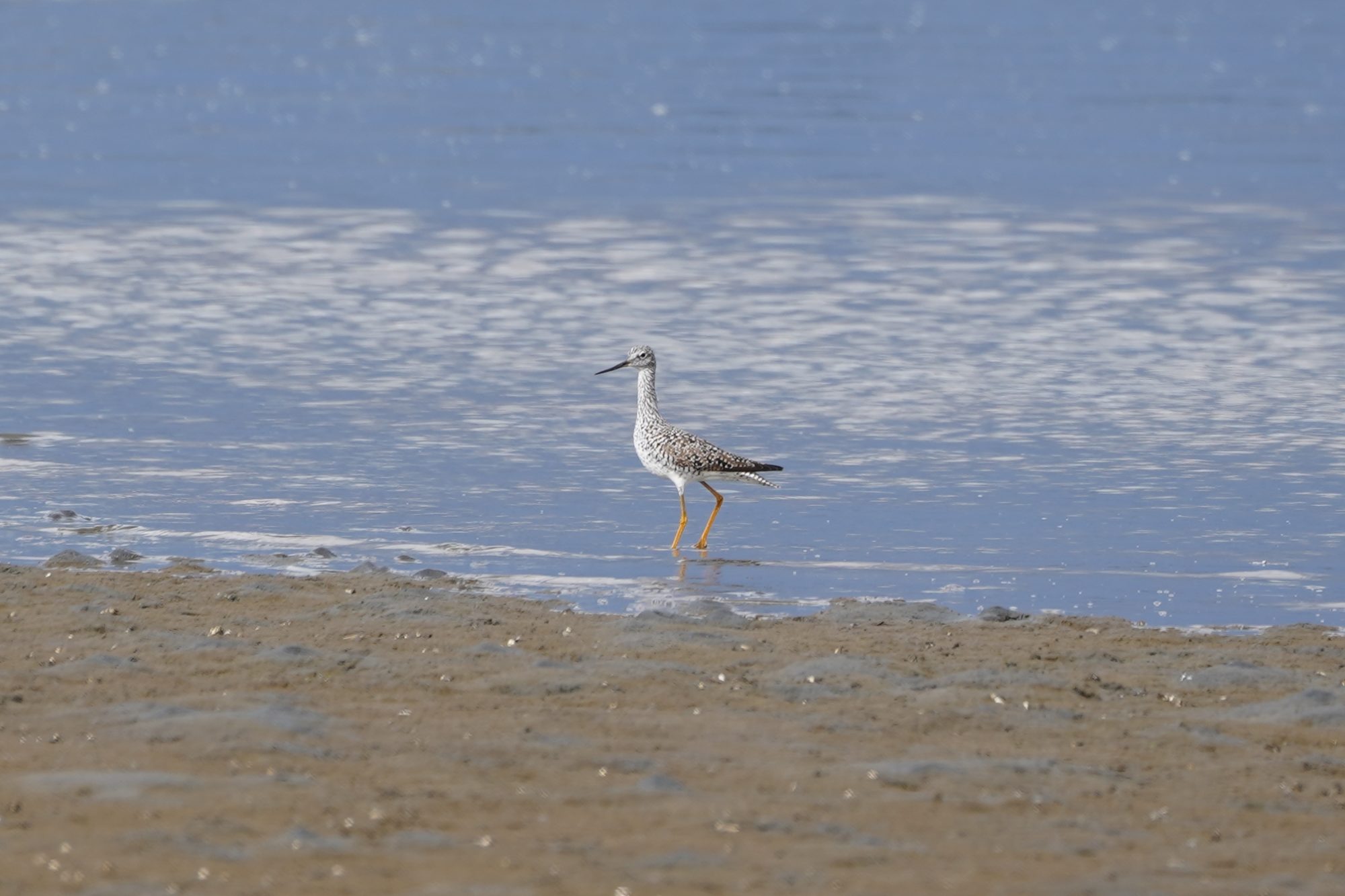 Greater Yellowlegs