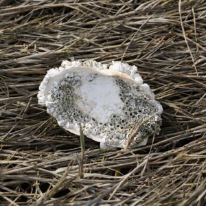 Barnacled shell