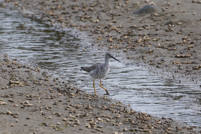 Greater Yellowlegs