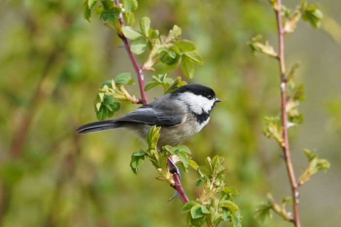 Black-capped Chickadee