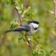 Black-capped Chickadee
