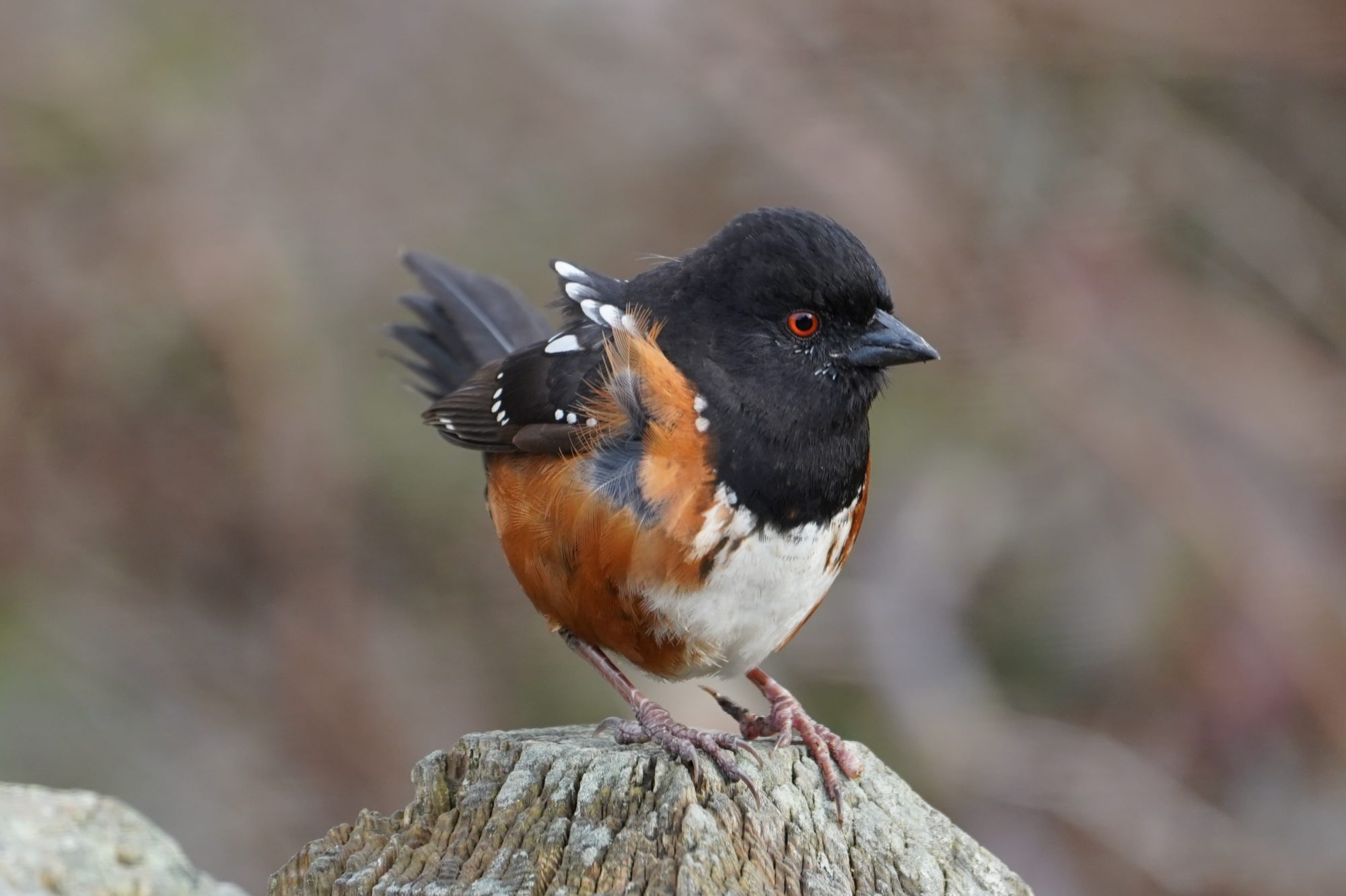 Spotted Towhee