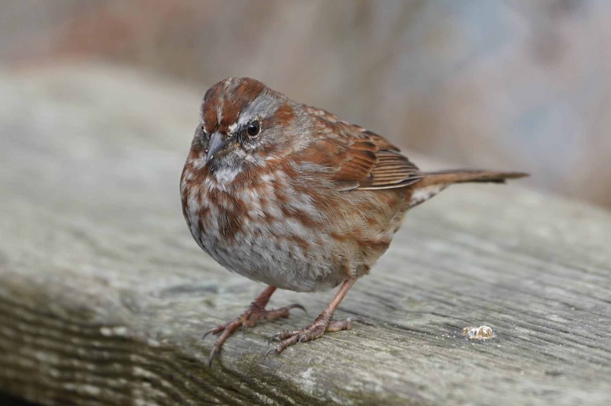 Song Sparrow