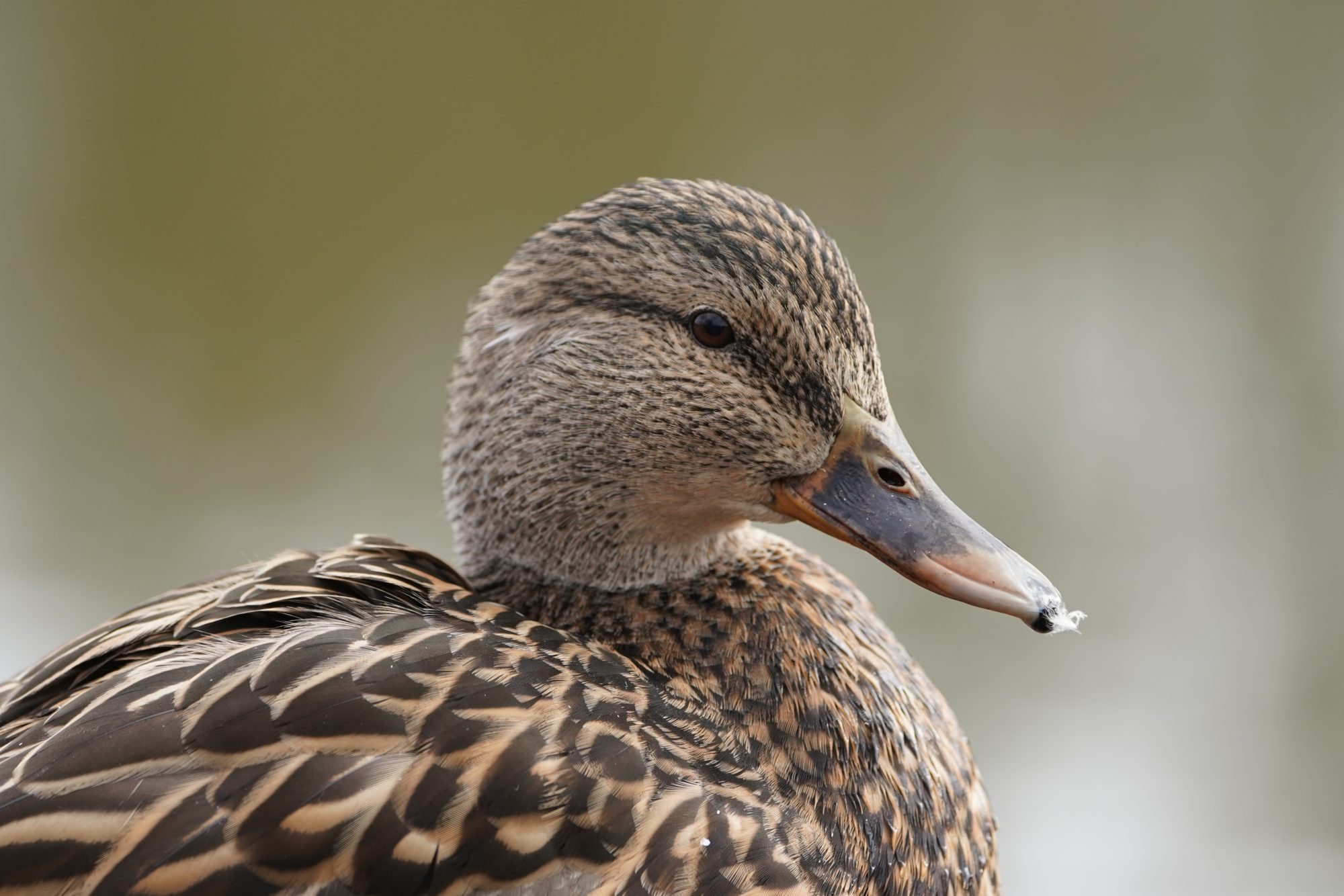 Female Mallard