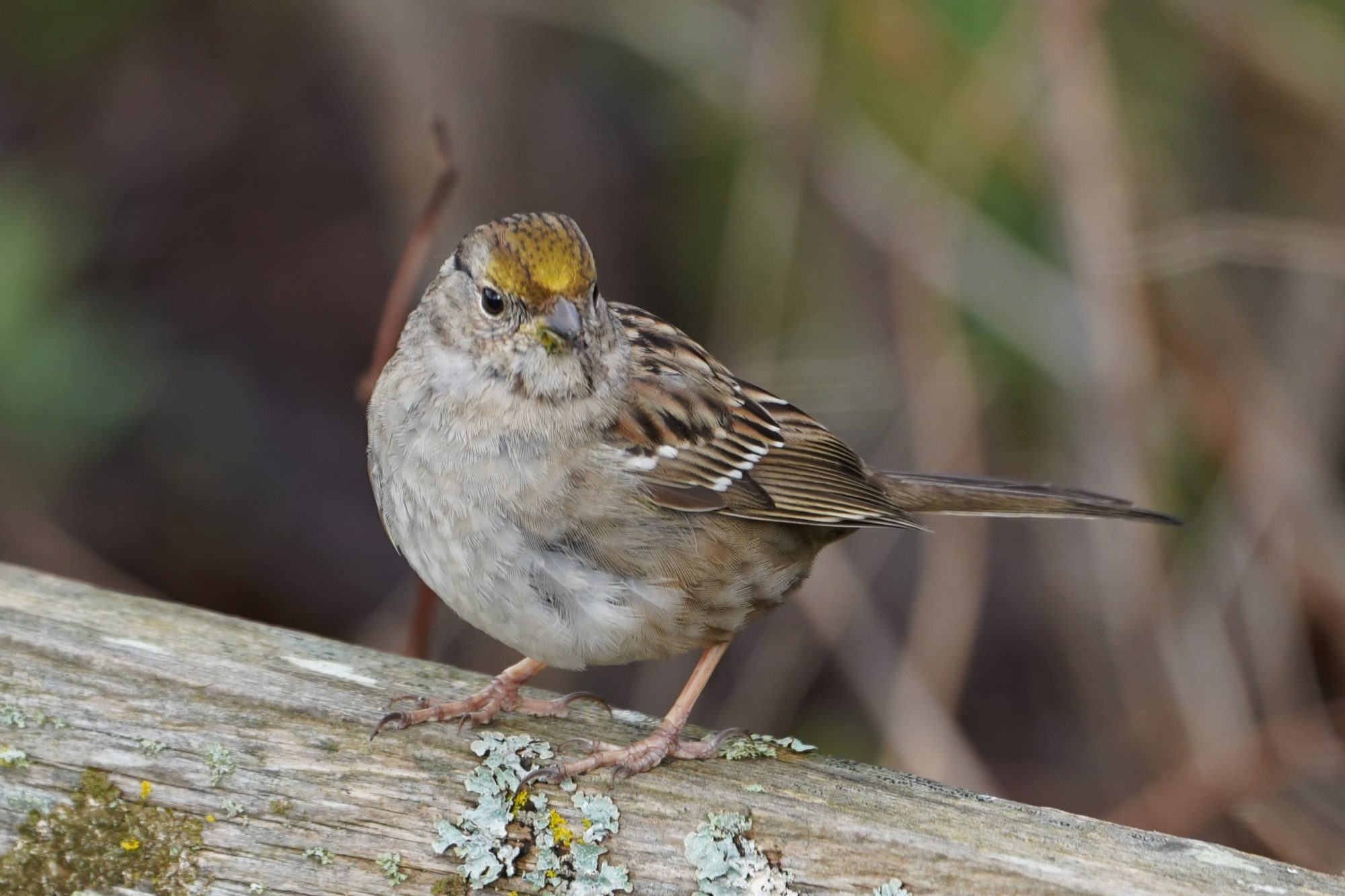 Golden-crowned Sparrow