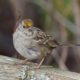 Golden-crowned Sparrow on fence