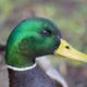 Shiny Mallard profile