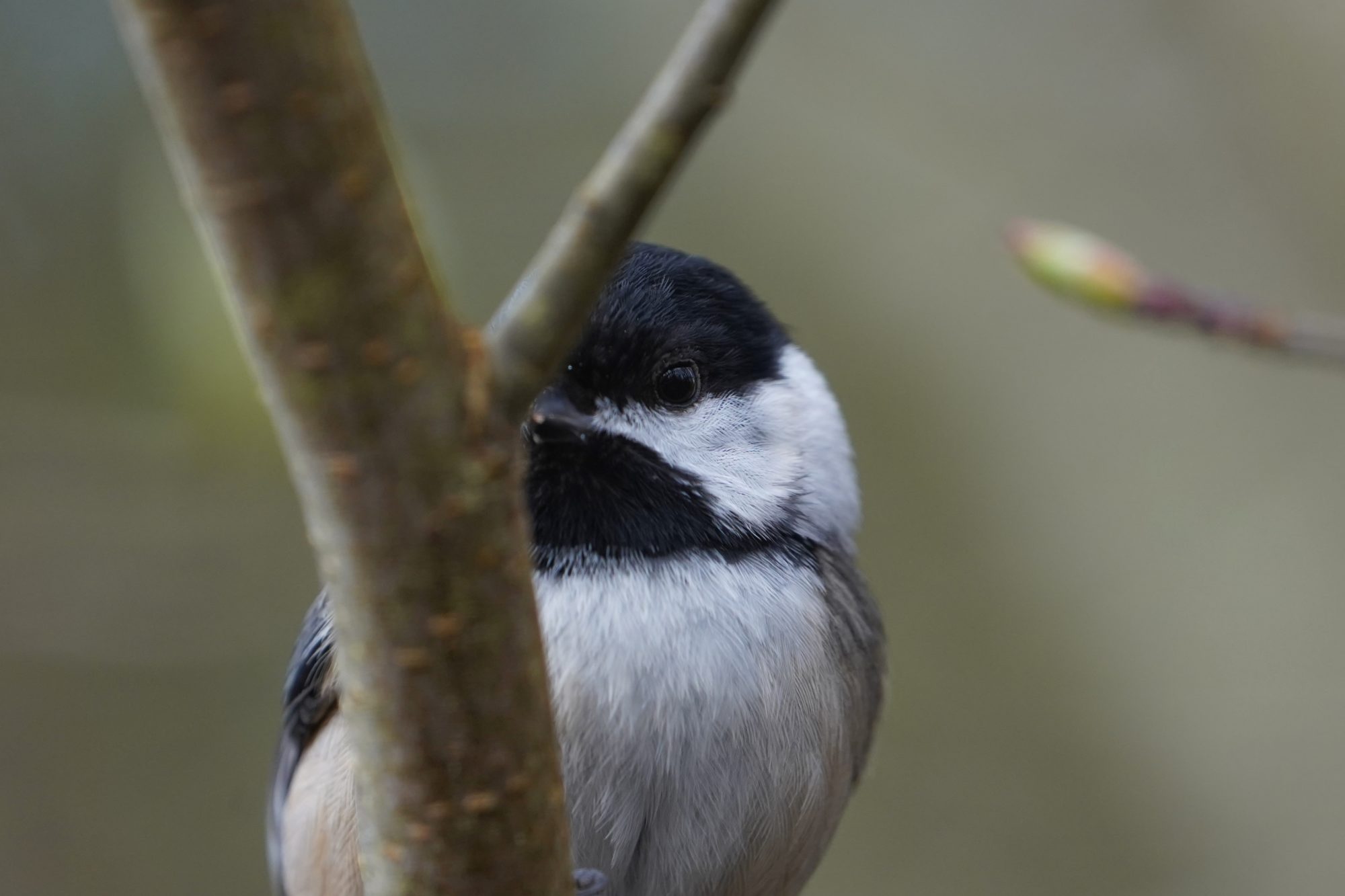 Black-capped Chickadee