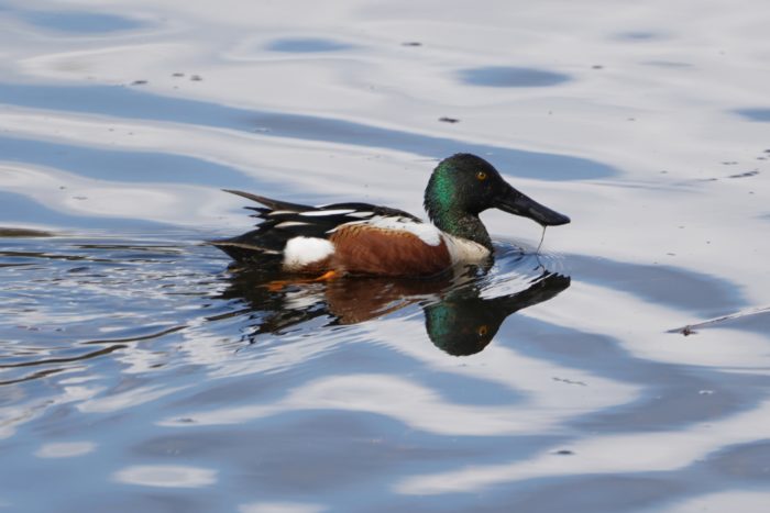 Northern Shoveler reflection