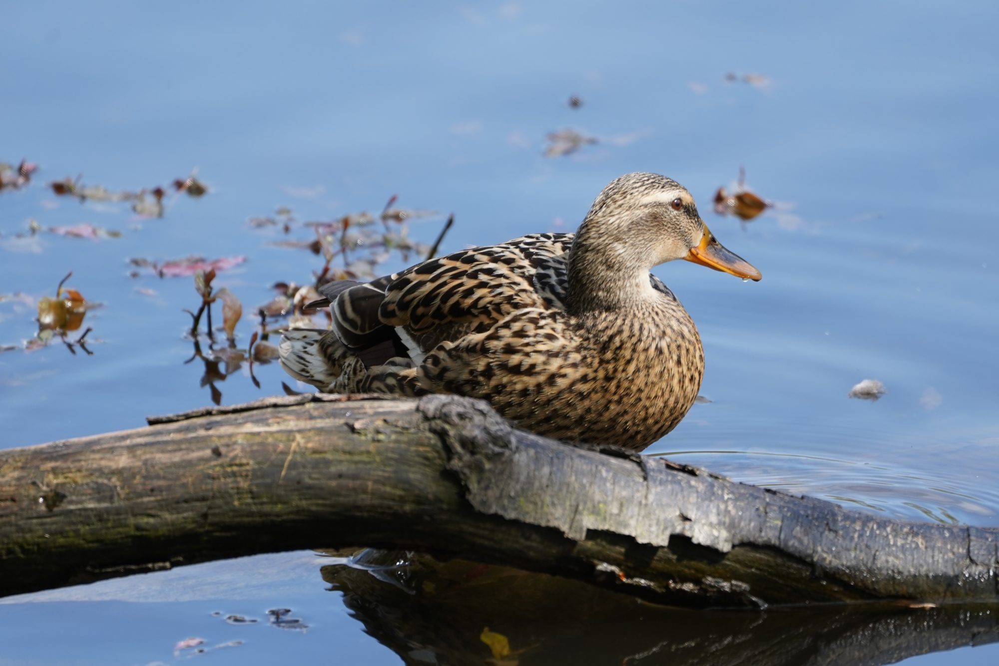 Sitting female Mallard