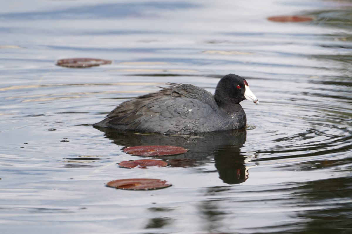 American coot among red lilypads