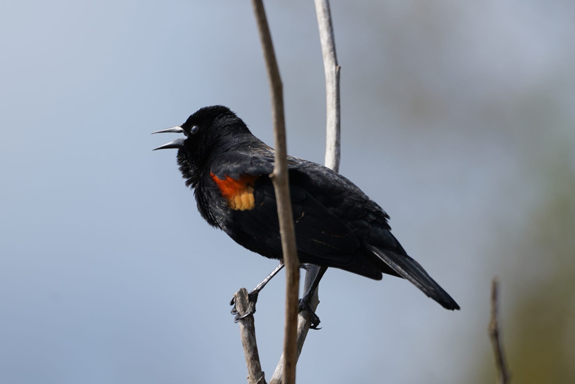 Screaming red-winged blackbird