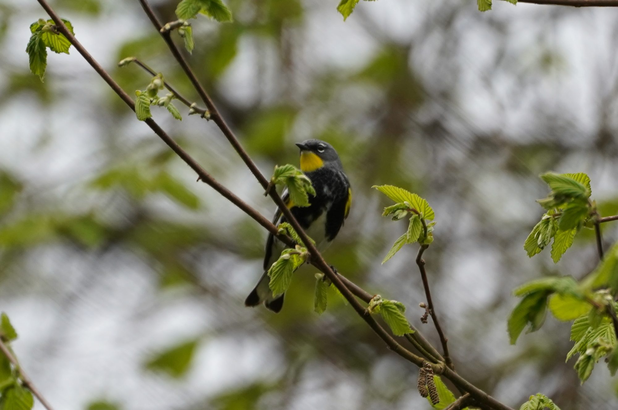 Yellow-rumped Warbler