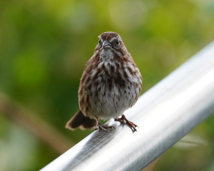 Song Sparrow