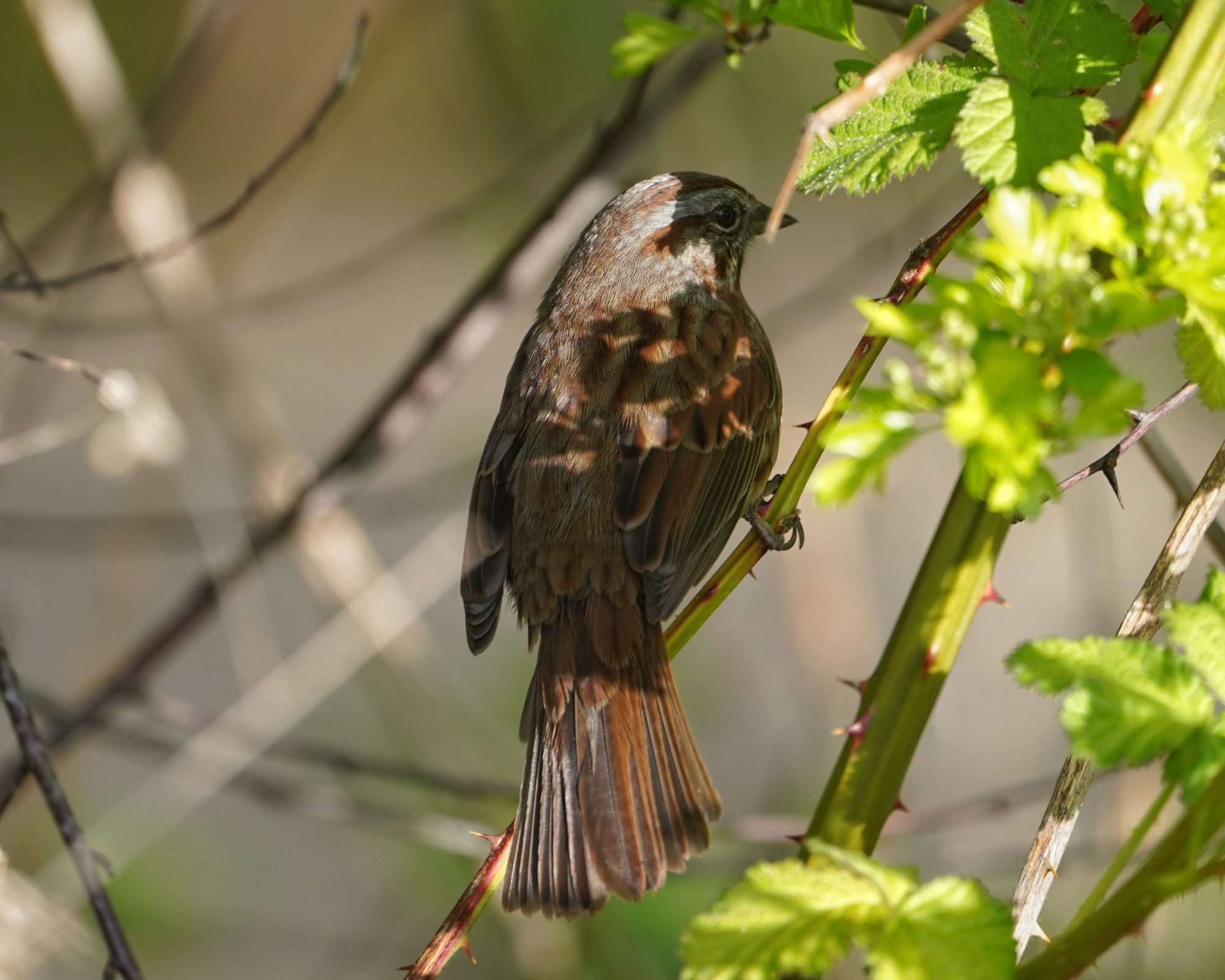 Song Sparrow