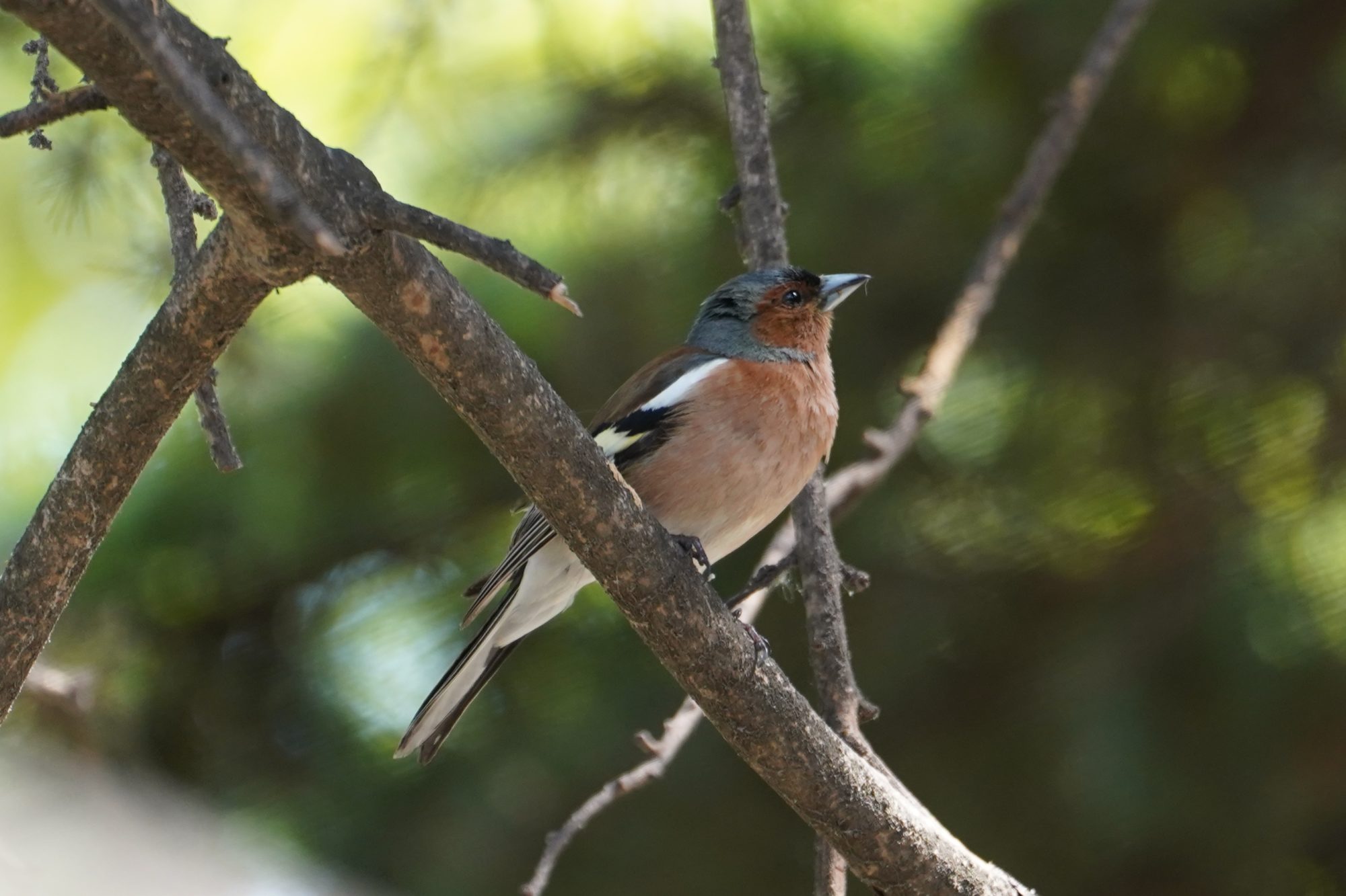 Common Chaffinch