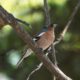 Common Chaffinch