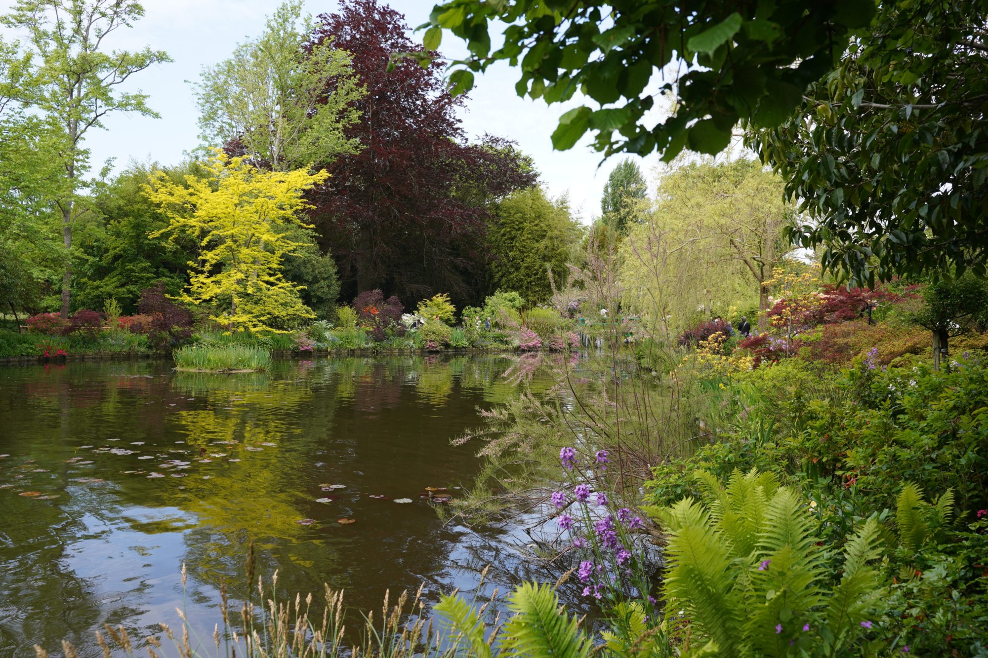 Green pond