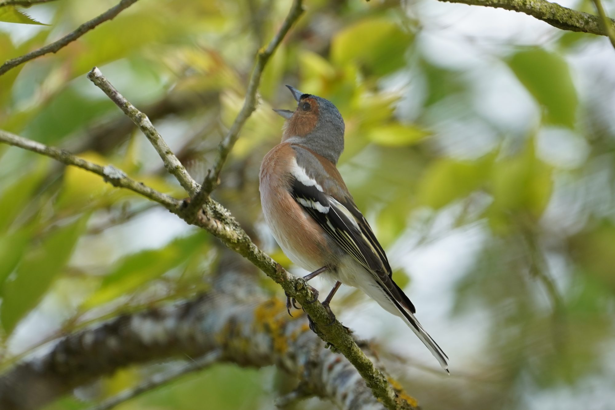 Singing Chaffinch