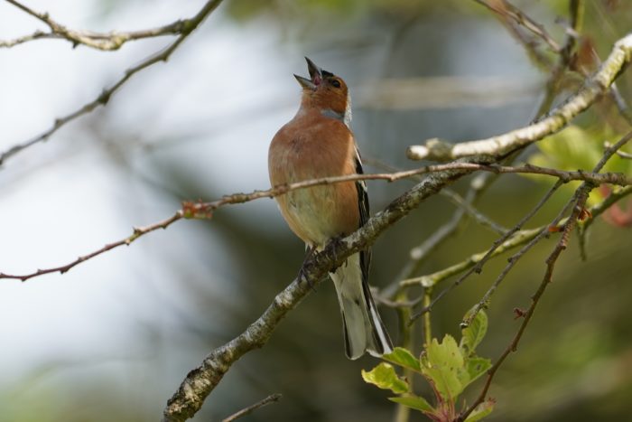 Singing Chaffinch