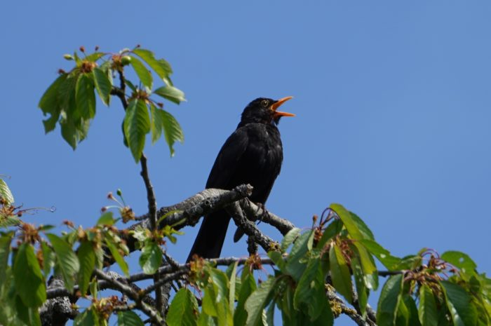 Eurasian Blackbird