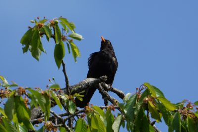 Eurasian Blackbird