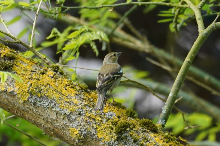 Common Chaffinch