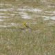 Western Yellow Wagtail