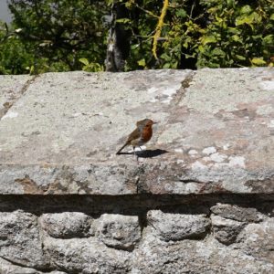 European Robin