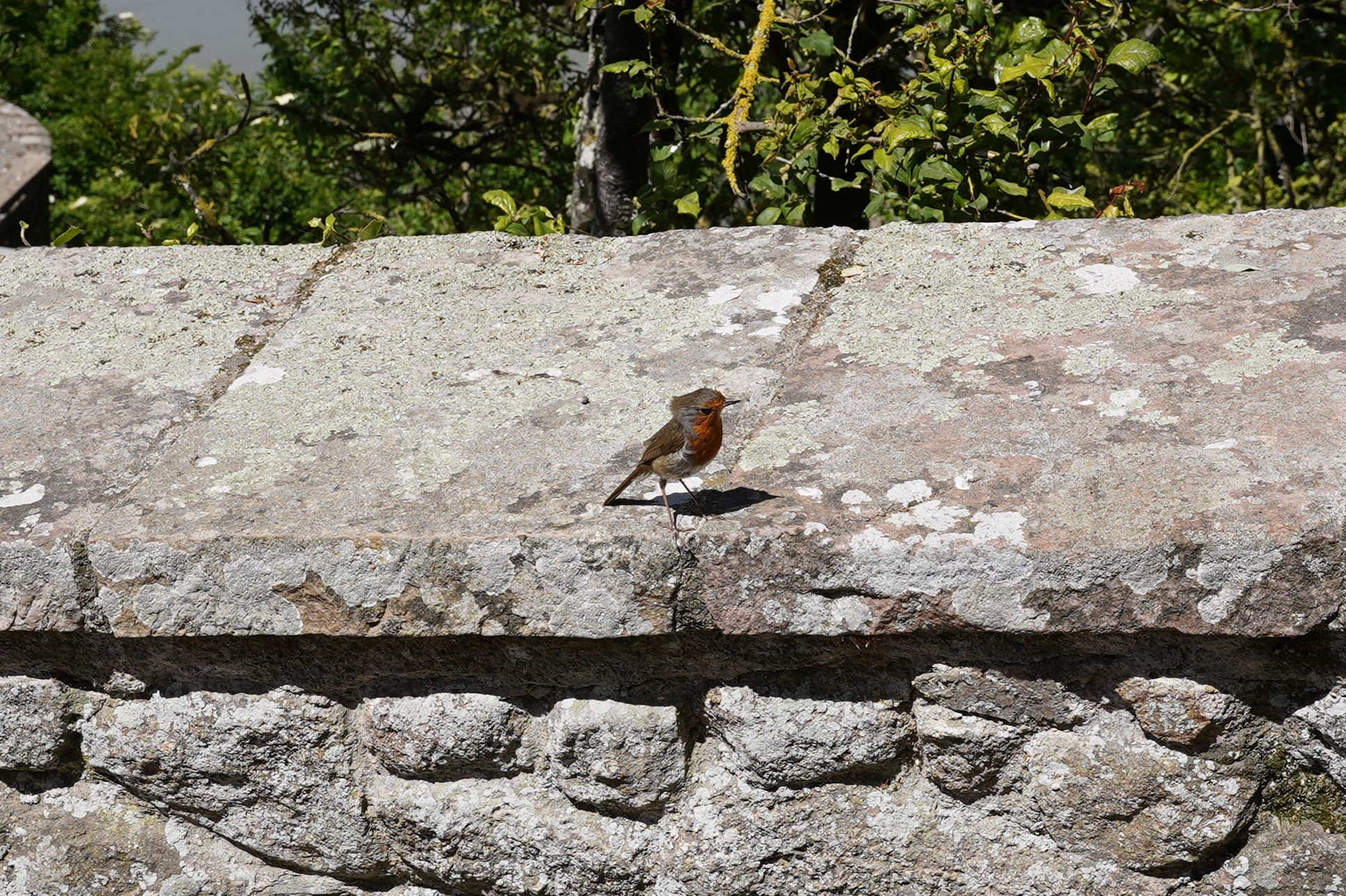 European Robin