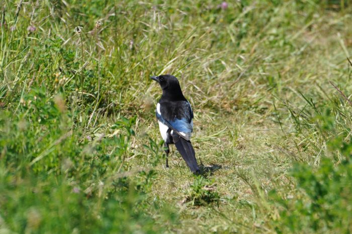 Eurasian Magpie