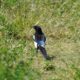 Monsieur Eurasian Magpie