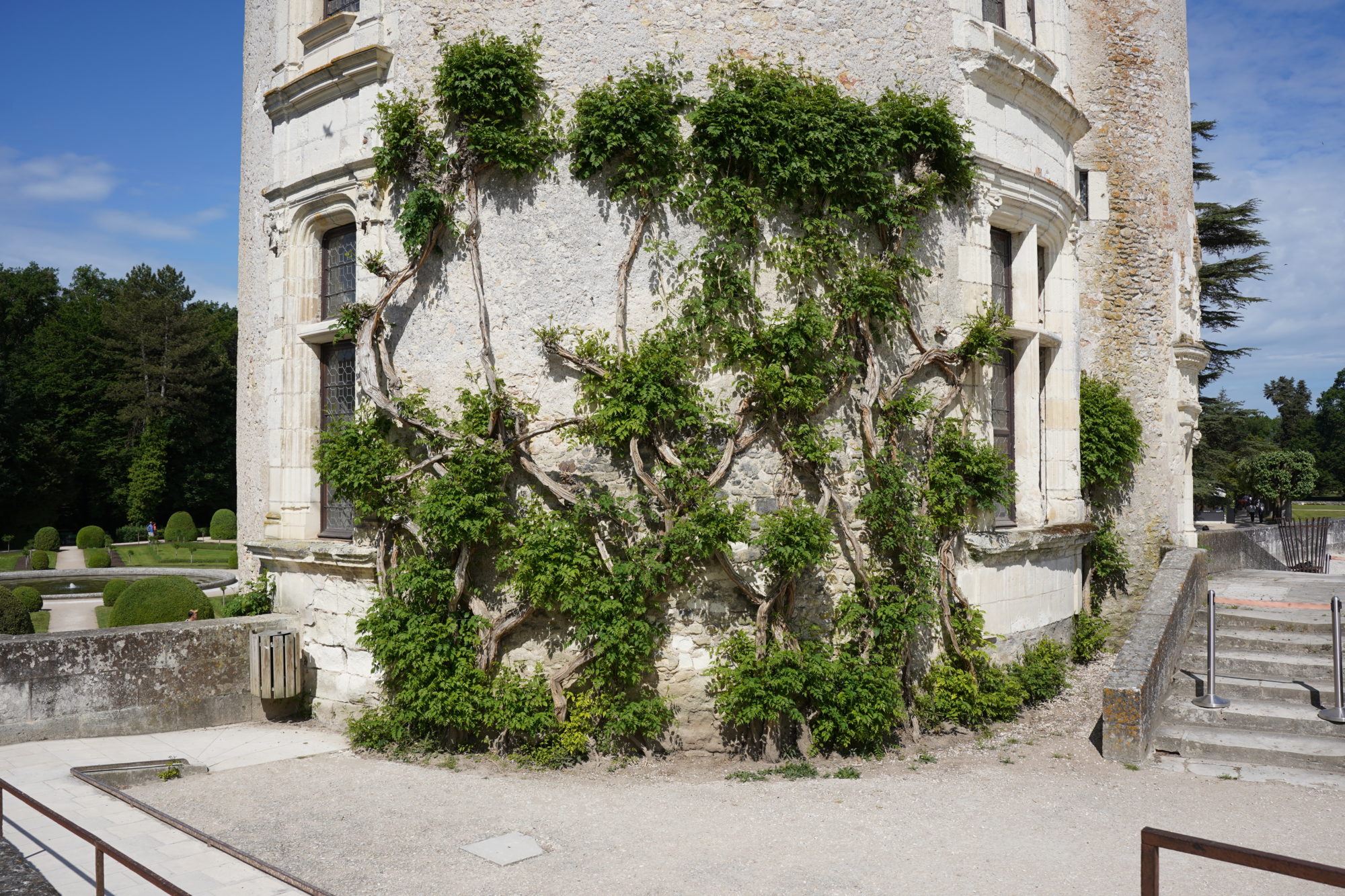 Ivy on the tower