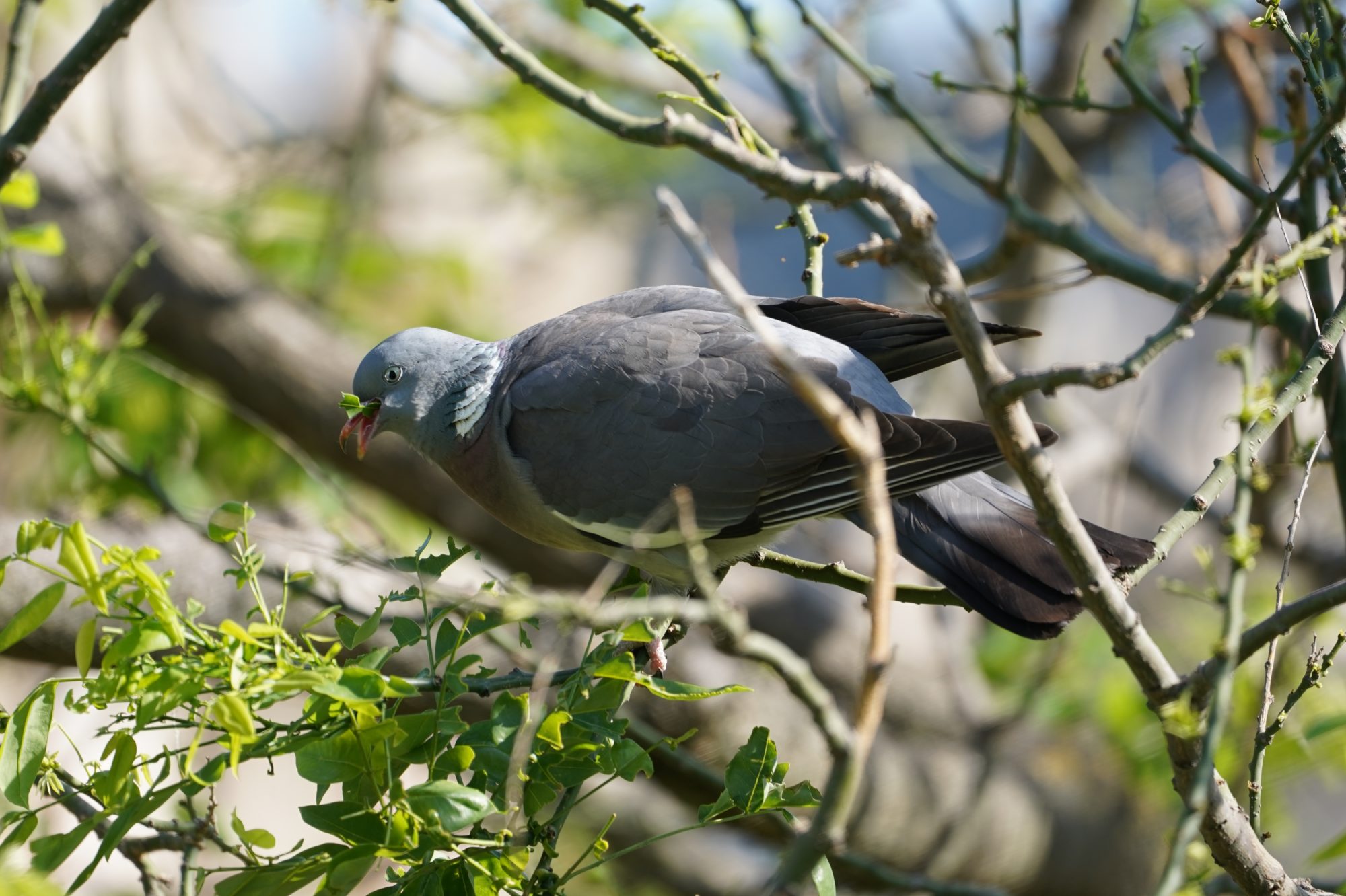 Wood pigeon