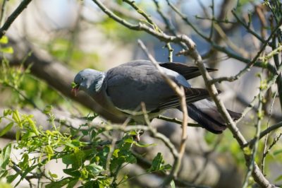 Wood pigeon