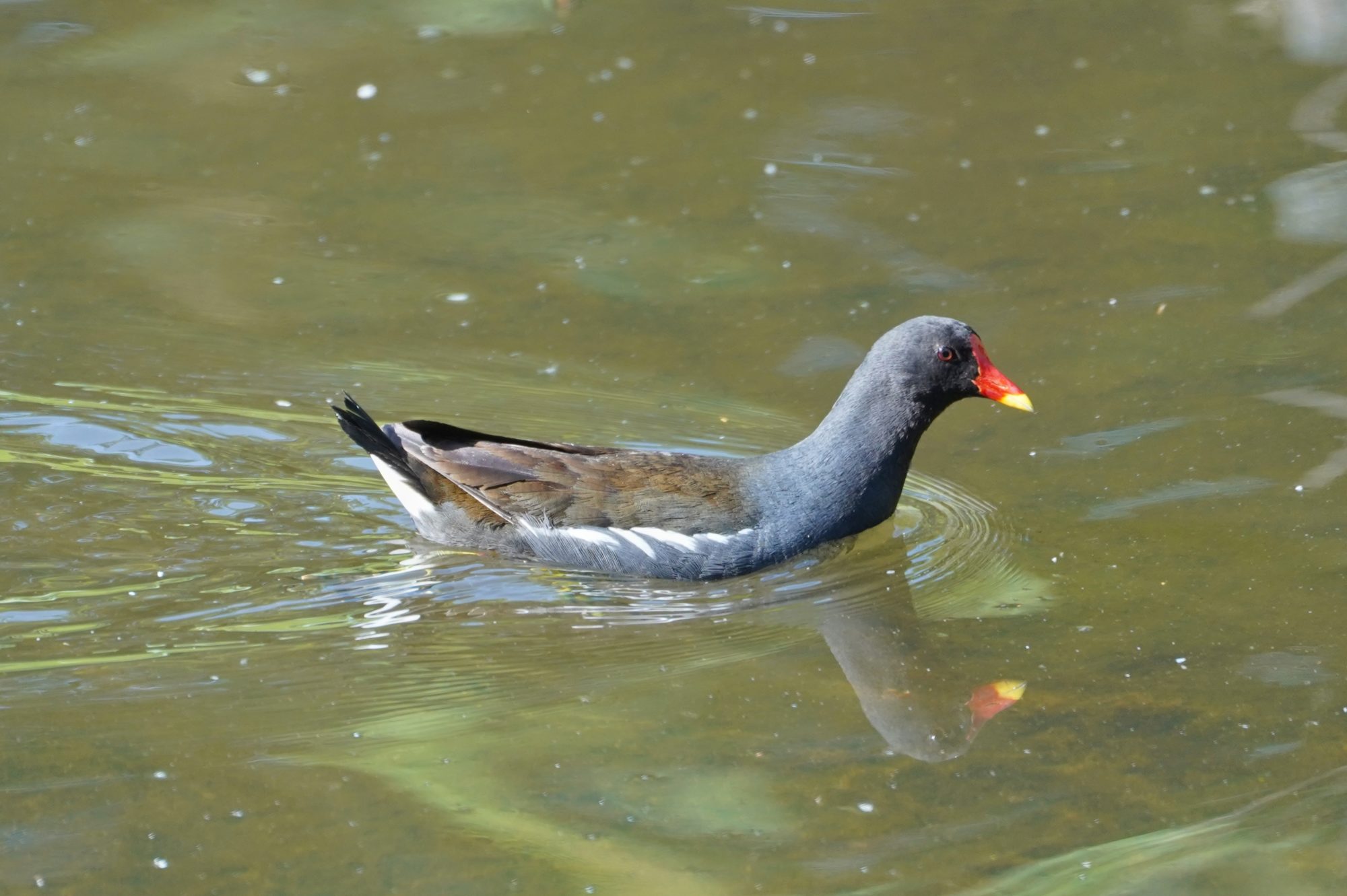 Eurasian Moorhen