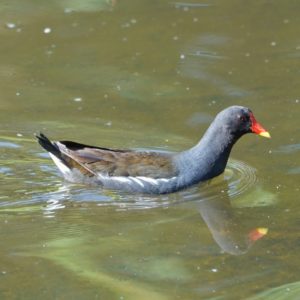Eurasian Moorhen