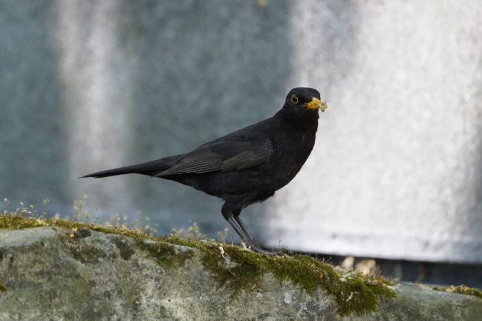 Eurasian Blackbird