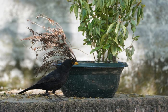 Eurasian Blackbird