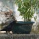 Eurasian Blackbird next to a flower pot
