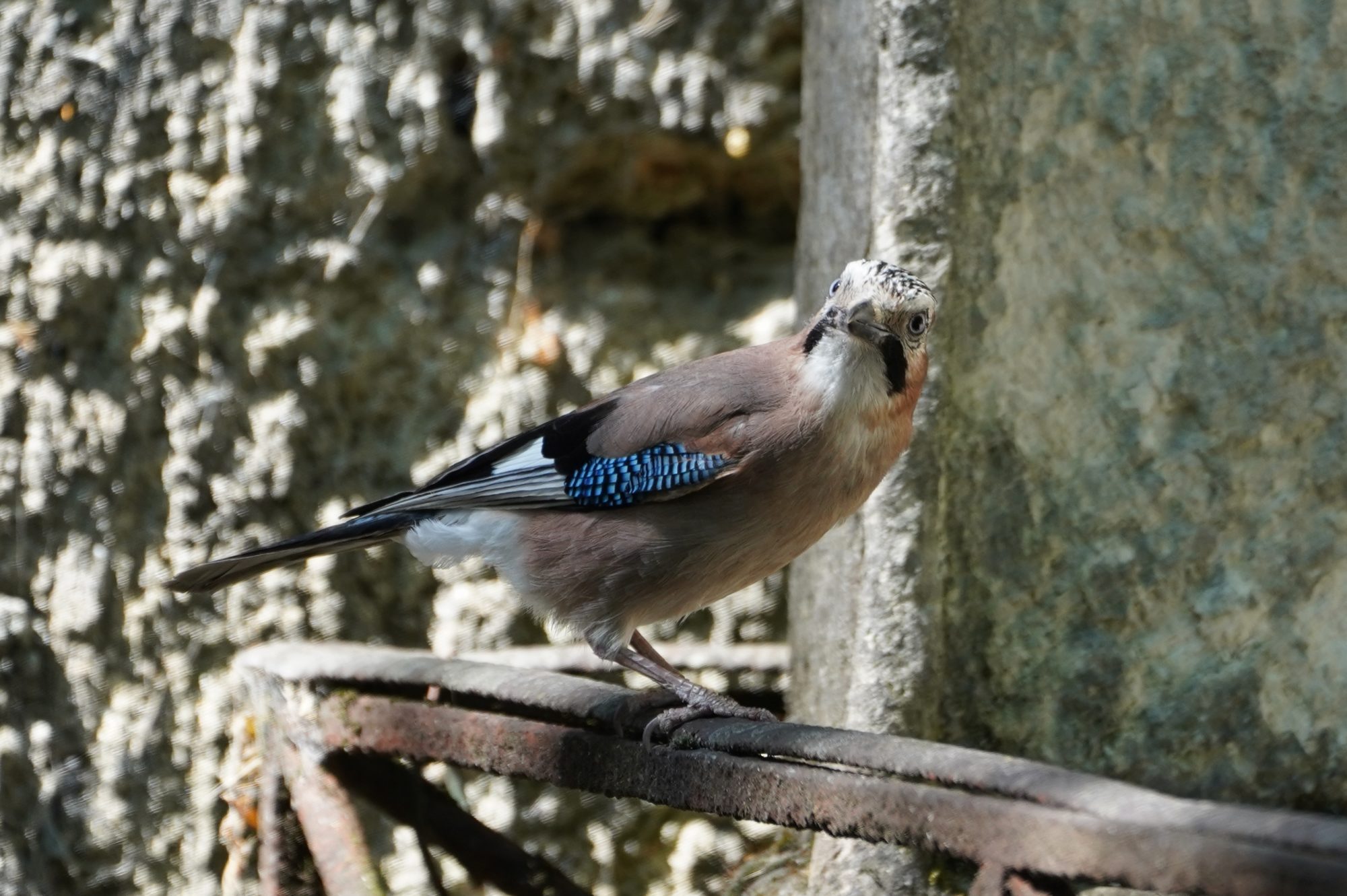 Eurasian Jay