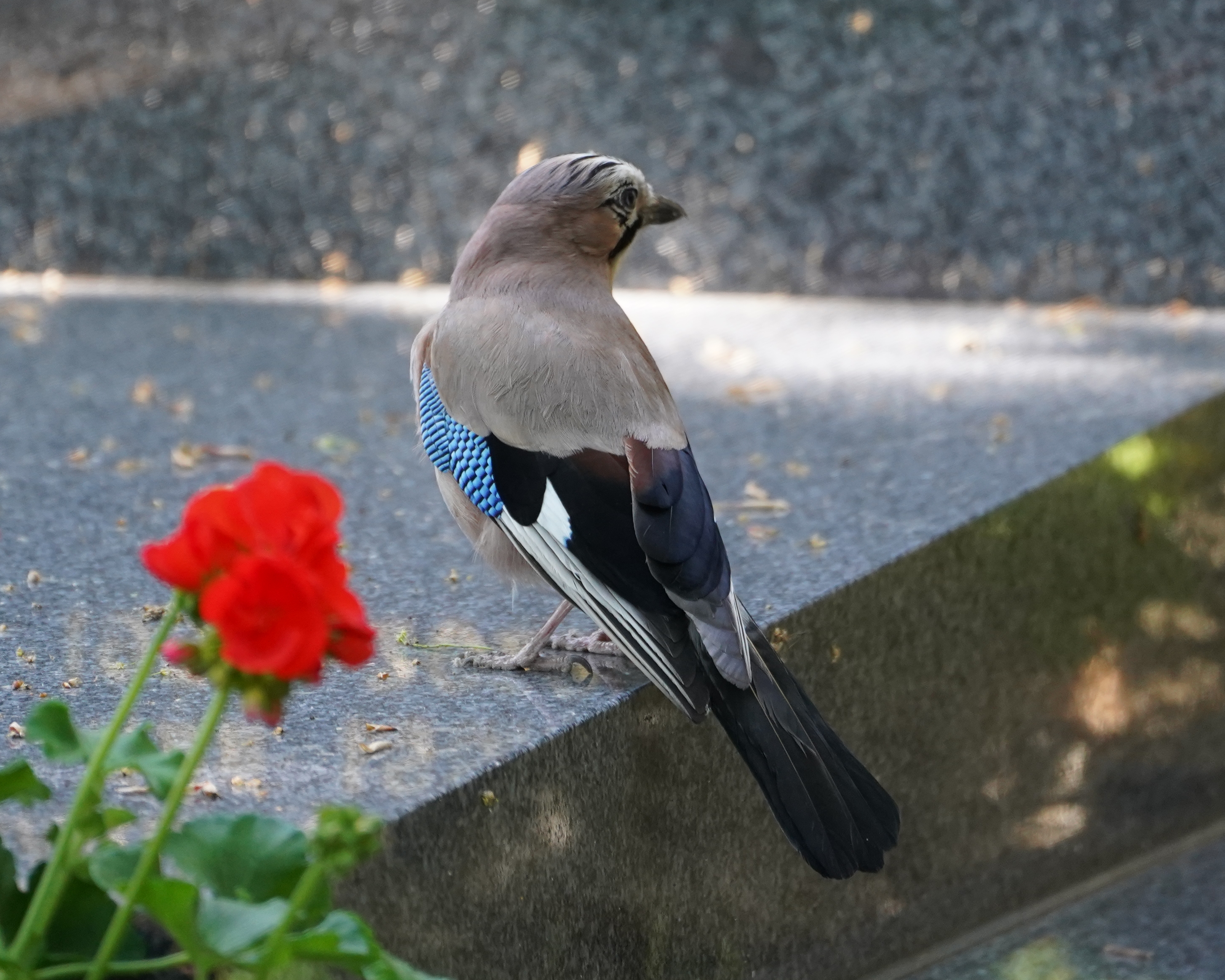 Eurasian Jay