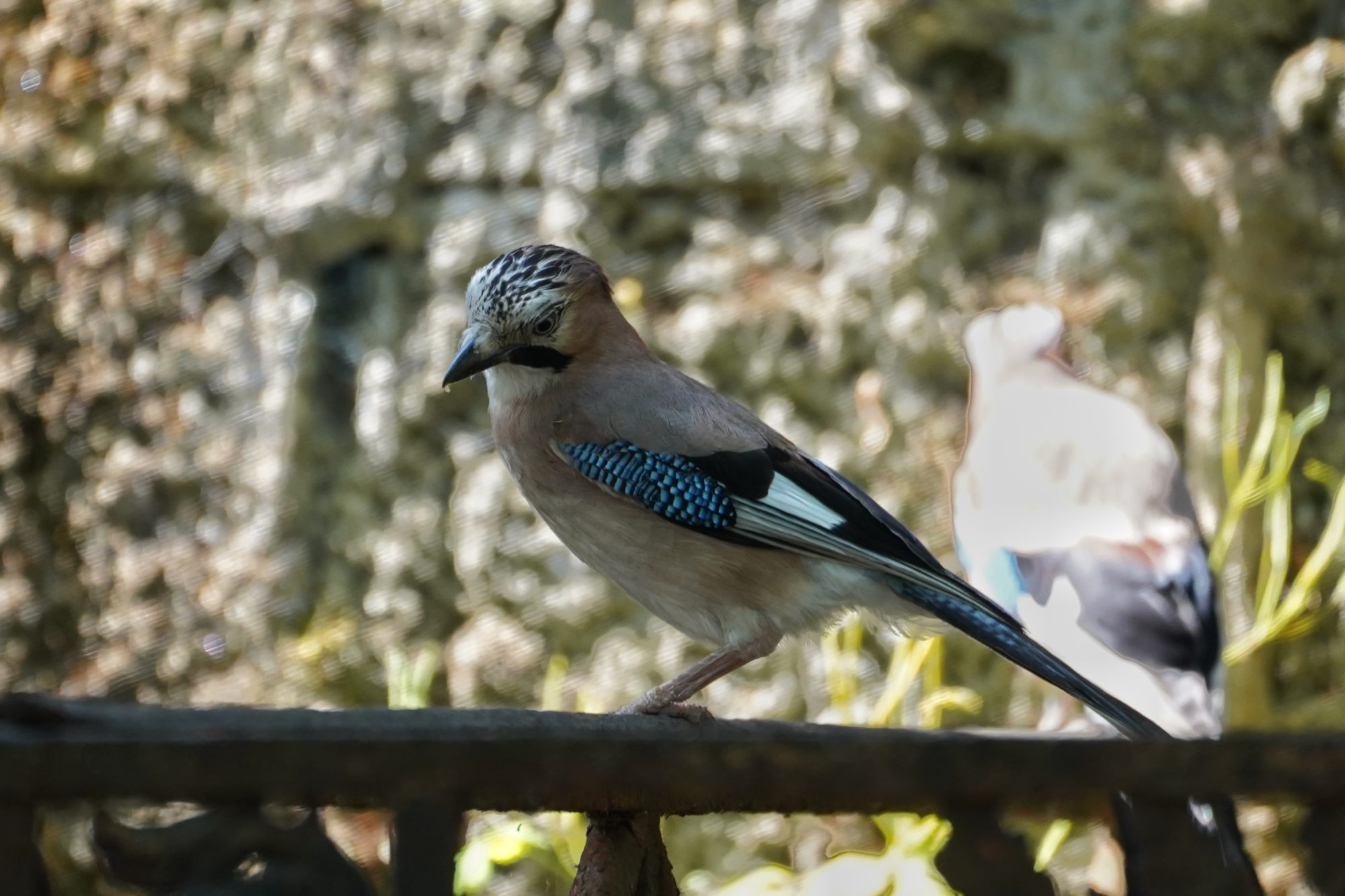 Eurasian Jay